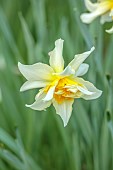 COLUMBINE HALL, SUFFOLK: MARCH, MEADOWS, DAFFODILS, NARCISSUS ARGENT, BULBS, ENGLEHEART DAFFODILS