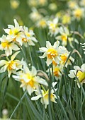 COLUMBINE HALL, SUFFOLK: MARCH, MEADOWS, DAFFODILS, NARCISSUS ARGENT, BULBS, ENGLEHEART DAFFODILS