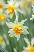 COLUMBINE HALL, SUFFOLK: MARCH, MEADOWS, DAFFODILS, NARCISSUS ARGENT, BULBS, ENGLEHEART DAFFODILS