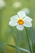 COLUMBINE HALL, SUFFOLK: MARCH, MEADOWS, DAFFODILS, NARCISSUS POETICUS, BULBS, ENGLEHEART DAFFODILS