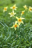 COLUMBINE HALL, SUFFOLK: MARCH, MEADOWS, DAFFODILS, NARCISSUS BATHS FLAME, BULBS, ENGLEHEART DAFFODILS