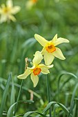 COLUMBINE HALL, SUFFOLK: MARCH, MEADOWS, DAFFODILS, NARCISSUS BATHS FLAME, BULBS, ENGLEHEART DAFFODILS