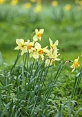 COLUMBINE HALL, SUFFOLK: MARCH, MEADOWS, DAFFODILS, NARCISSUS BATHS FLAME, BULBS, ENGLEHEART DAFFODILS