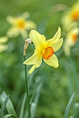 COLUMBINE HALL, SUFFOLK: MARCH, MEADOWS, DAFFODILS, NARCISSUS BATHS FLAME, BULBS, ENGLEHEART DAFFODILS