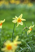 COLUMBINE HALL, SUFFOLK: MARCH, MEADOWS, DAFFODILS, NARCISSUS BATHS FLAME, BULBS, ENGLEHEART DAFFODILS
