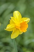 COLUMBINE HALL, SUFFOLK: MARCH, MEADOWS, DAFFODILS, NARCISSUS HELIOS, BULBS, ENGLEHEART DAFFODILS