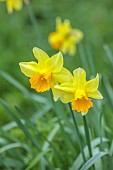 COLUMBINE HALL, SUFFOLK: MARCH, MEADOWS, DAFFODILS, NARCISSUS HELIOS, BULBS, ENGLEHEART DAFFODILS