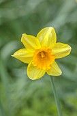 COLUMBINE HALL, SUFFOLK: MARCH, MEADOWS, DAFFODILS, NARCISSUS HELIOS, BULBS, ENGLEHEART DAFFODILS