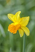 COLUMBINE HALL, SUFFOLK: MARCH, MEADOWS, DAFFODILS, NARCISSUS HELIOS, BULBS, ENGLEHEART DAFFODILS