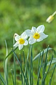 COLUMBINE HALL, SUFFOLK: MARCH, MEADOWS, DAFFODILS, NARCISSUS EVANGELINE, BULBS, ENGLEHEART DAFFODILS