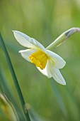 COLUMBINE HALL, SUFFOLK: MARCH, MEADOWS, DAFFODILS, NARCISSUS EVANGELINE, BULBS, ENGLEHEART DAFFODILS