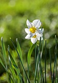 COLUMBINE HALL, SUFFOLK: MARCH, MEADOWS, DAFFODILS, NARCISSUS EVANGELINE, BULBS, ENGLEHEART DAFFODILS