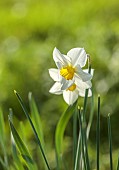 COLUMBINE HALL, SUFFOLK: MARCH, MEADOWS, DAFFODILS, NARCISSUS EVANGELINE, BULBS, ENGLEHEART DAFFODILS