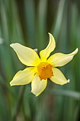 COLUMBINE HALL, SUFFOLK: MARCH, MEADOWS, DAFFODILS, NARCISSUS BRILLIANCY, BULBS, ENGLEHEART DAFFODILS