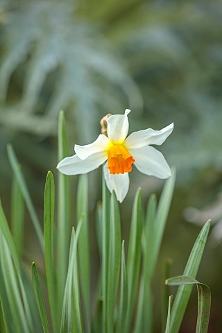 COLUMBINE_HALL_SUFFOLK_MARCH_MEADOWS_DAFFODILS_NARCISSUS_ALBATROSS_BULBS_ENGLEHEART_DAFFODILS