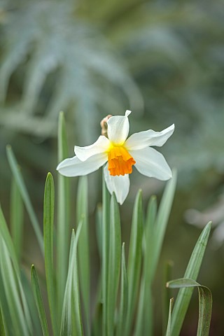 COLUMBINE_HALL_SUFFOLK_MARCH_MEADOWS_DAFFODILS_NARCISSUS_ALBATROSS_BULBS_ENGLEHEART_DAFFODILS