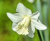 COLUMBINE HALL, SUFFOLK: MARCH, MEADOWS, DAFFODILS, NARCISSUS BEERSHEBA, BULBS, ENGLEHEART DAFFODILS