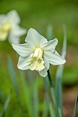 COLUMBINE HALL, SUFFOLK: MARCH, MEADOWS, DAFFODILS, NARCISSUS BEERSHEBA, BULBS, ENGLEHEART DAFFODILS