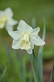 COLUMBINE HALL, SUFFOLK: MARCH, MEADOWS, DAFFODILS, NARCISSUS BEERSHEBA, BULBS, ENGLEHEART DAFFODILS