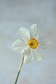 COLUMBINE HALL, SUFFOLK: MARCH, MEADOWS, DAFFODILS, NARCISSUS POETICUS, BULBS