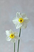 COLUMBINE HALL, SUFFOLK: MARCH, MEADOWS, DAFFODILS, NARCISSUS EVANGELINE, BULBS, ENGLEHEART DAFFODILS