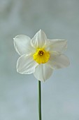 COLUMBINE HALL, SUFFOLK: MARCH, MEADOWS, DAFFODILS, NARCISSUS EVANGELINE, BULBS, ENGLEHEART DAFFODILS