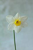 COLUMBINE HALL, SUFFOLK: MARCH, MEADOWS, DAFFODILS, NARCISSUS EVANGELINE, BULBS, ENGLEHEART DAFFODILS