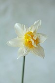 COLUMBINE HALL, SUFFOLK: MARCH, DAFFODILS, NARCISSUS ARGENT, BULBS, ENGLEHEART DAFFODILS