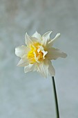 COLUMBINE HALL, SUFFOLK: MARCH, DAFFODILS, NARCISSUS ARGENT, BULBS, ENGLEHEART DAFFODILS