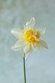 COLUMBINE HALL, SUFFOLK: MARCH, DAFFODILS, NARCISSUS ARGENT, BULBS, ENGLEHEART DAFFODILS