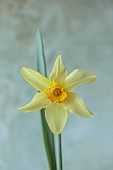 COLUMBINE HALL, SUFFOLK: MARCH, MEADOWS, DAFFODILS, NARCISSUS BATHS FLAME, BULBS, ENGLEHEART DAFFODILS