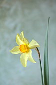 COLUMBINE HALL, SUFFOLK: MARCH, MEADOWS, DAFFODILS, NARCISSUS BATHS FLAME, BULBS, ENGLEHEART DAFFODILS