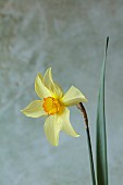COLUMBINE HALL, SUFFOLK: MARCH, MEADOWS, DAFFODILS, NARCISSUS BATHS FLAME, BULBS, ENGLEHEART DAFFODILS