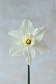 COLUMBINE HALL, SUFFOLK: DAFFODILS, NARCISSUS BEERSHEBA, BULBS, ENGLEHEART DAFFODILS