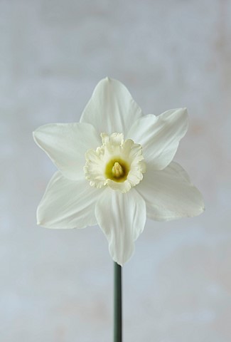 COLUMBINE_HALL_SUFFOLK_DAFFODILS_NARCISSUS_BEERSHEBA_BULBS_ENGLEHEART_DAFFODILS