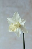 COLUMBINE HALL, SUFFOLK: DAFFODILS, NARCISSUS BEERSHEBA, BULBS, ENGLEHEART DAFFODILS