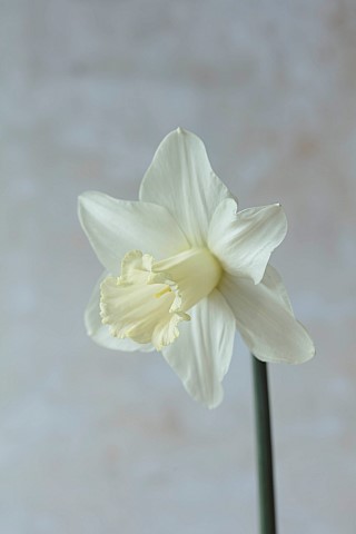 COLUMBINE_HALL_SUFFOLK_DAFFODILS_NARCISSUS_BEERSHEBA_BULBS_ENGLEHEART_DAFFODILS