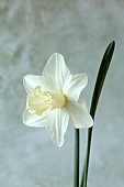 COLUMBINE HALL, SUFFOLK: DAFFODILS, NARCISSUS BEERSHEBA, BULBS, ENGLEHEART DAFFODILS