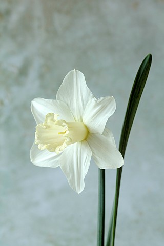 COLUMBINE_HALL_SUFFOLK_DAFFODILS_NARCISSUS_BEERSHEBA_BULBS_ENGLEHEART_DAFFODILS