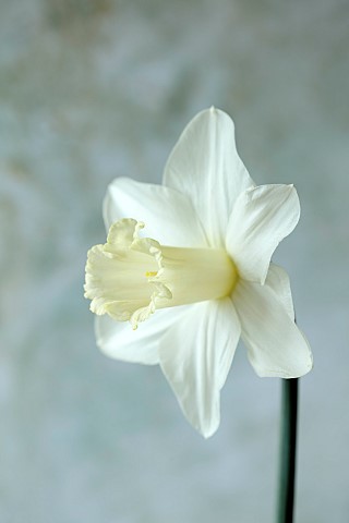 COLUMBINE_HALL_SUFFOLK_DAFFODILS_NARCISSUS_BEERSHEBA_BULBS_ENGLEHEART_DAFFODILS