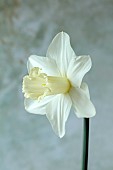 COLUMBINE HALL, SUFFOLK: DAFFODILS, NARCISSUS BEERSHEBA, BULBS, ENGLEHEART DAFFODILS