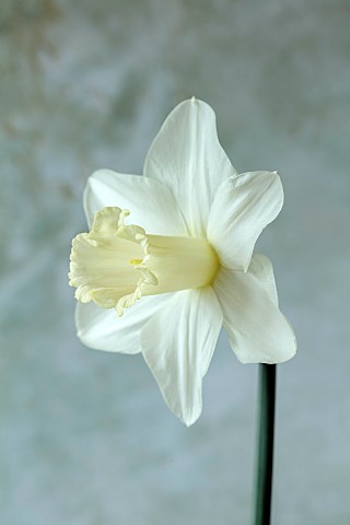 COLUMBINE_HALL_SUFFOLK_DAFFODILS_NARCISSUS_BEERSHEBA_BULBS_ENGLEHEART_DAFFODILS