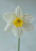 COLUMBINE HALL, SUFFOLK: MARCH, MEADOWS, DAFFODILS, NARCISSUS LUCIFER, BULBS, ENGLEHEART DAFFODILS