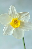 COLUMBINE HALL, SUFFOLK: MARCH, MEADOWS, DAFFODILS, NARCISSUS LUCIFER, BULBS, ENGLEHEART DAFFODILS