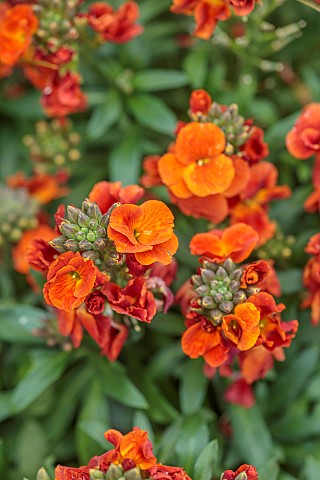 MARCH_WALLFLOWERS_SCENT_SCENTED_FRAGRANT_ORANGE_FLOWERS_BLOOMS_OF_ERYSIMUM_WINTER_SPICE