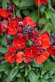 MARCH, WALLFLOWERS, SCENT, SCENTED, FRAGRANT, ORANGE FLOWERS, BLOOMS OF ERYSIMUM WINTER PASSION