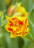 YELLOW, RED FLOWERS, BLOOMS OF TULIPS, TULIPA MONSELLA, SPRING, BULBS