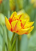 YELLOW, RED FLOWERS, BLOOMS OF TULIPS, TULIPA MONSELLA, SPRING, BULBS