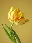 YELLOW, RED FLOWERS, BLOOMS OF TULIPS, TULIPA MONSELLA, SPRING, BULBS