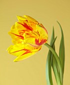 YELLOW, RED FLOWERS, BLOOMS OF TULIPS, TULIPA MONSELLA, SPRING, BULBS